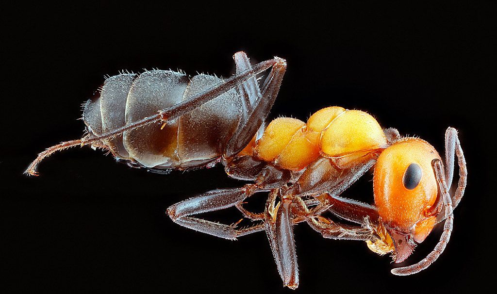 Ant Control service in Carrollton, TX