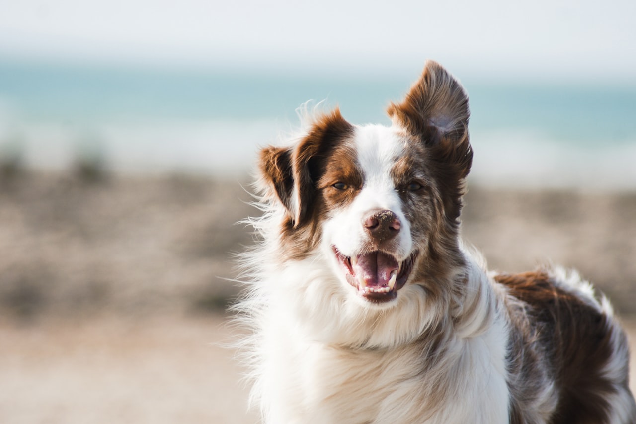 Flea & Tick Control service in Carrollton, TX
