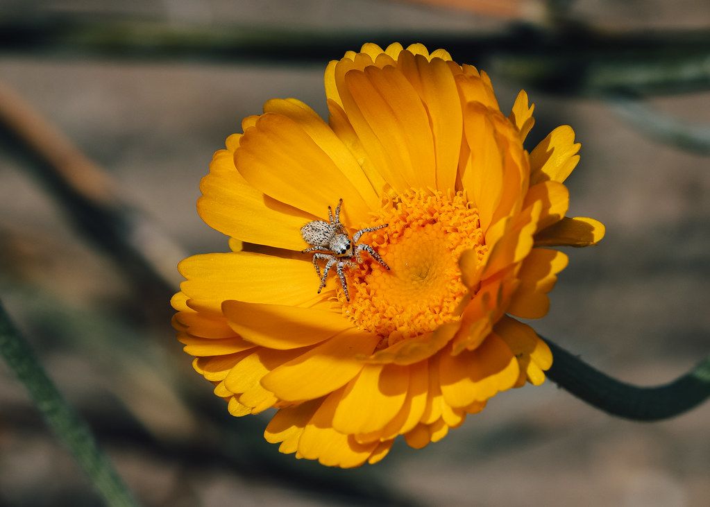 Spider Control service in Carrollton, TX